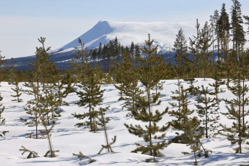Sonfjällets nationalpark.