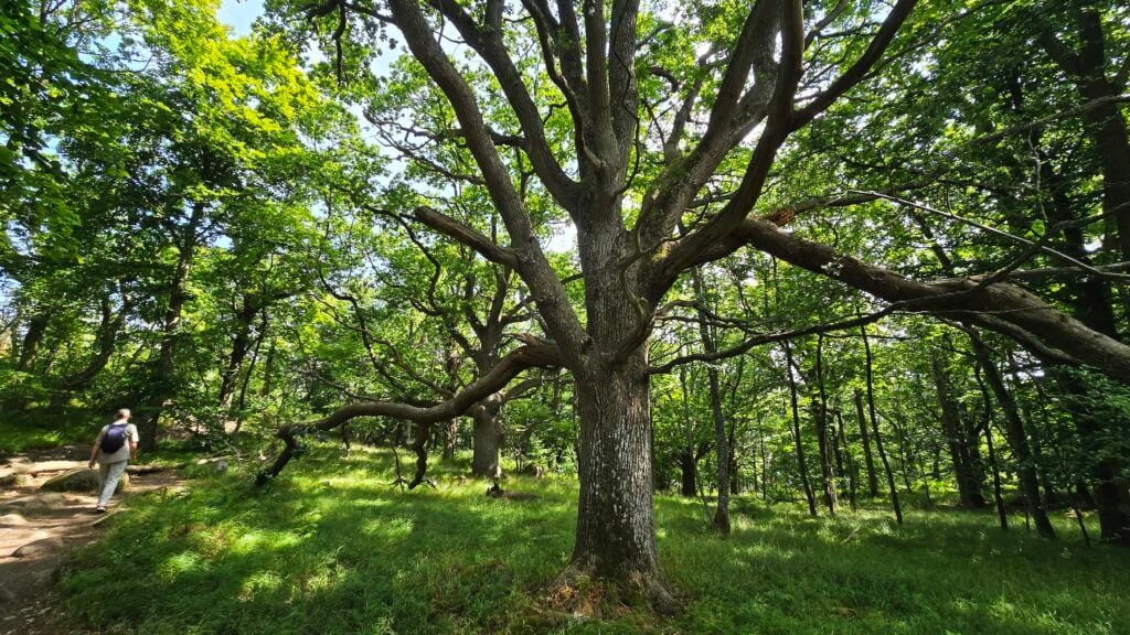 Hälleviksslingan Stenshuvud